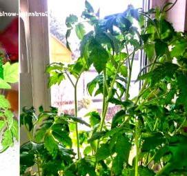 рассада помидор огурцов - модель 1