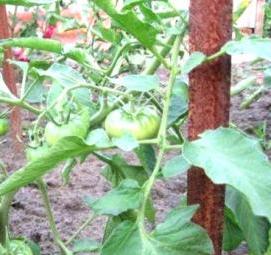 рассада помидор огурцов - модель 4