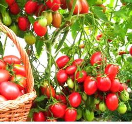 рассада помидор огурцов - модель 3