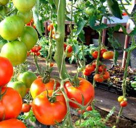 рассада помидор огурцов - модель 2