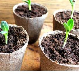 рассада ранних огурцов - тип 4