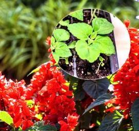 рассада сальвий - вариант 1