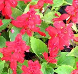 рассада сальвий - вариант 3