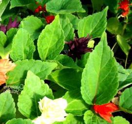 рассада сальвий - вариант 2