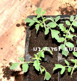 рассада томатов - вариант 1