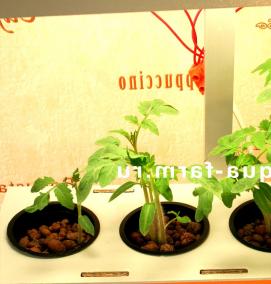 рассада томатов - вариант 4