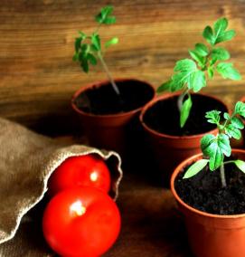 рассада томатов в стаканчиках - тип 3