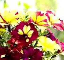 рассада вегетативной петунии - вариант 1