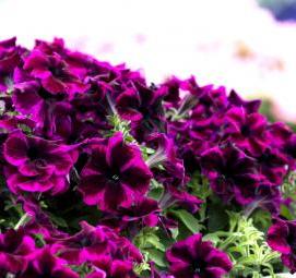 рассада вегетативной петунии - вариант 4