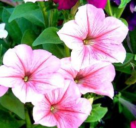 рассада вегетативной петунии - вариант 3