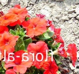 рассада вегетативной петунии - вариант 2