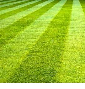 разнотравный газон - тип 4