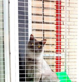 решетка антикошка на пластиковые окна - тип 3