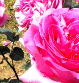 розалия саженцы - тип 4