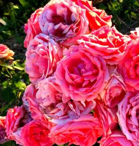 розалия саженцы - тип 3