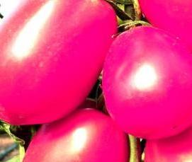 розовые теплицы - тип 4