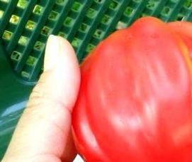 розовые теплицы - тип 3