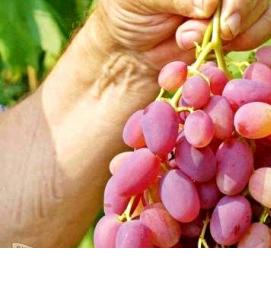 розовый супер виноград саженцы - тип 4