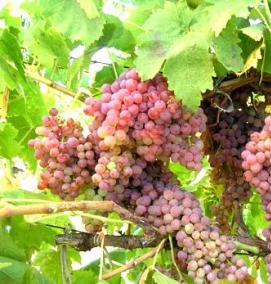 розовый супер виноград саженцы - тип 3