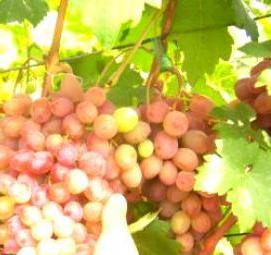 румба саженцы винограда - тип 1