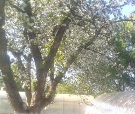 рязанские теплицы - тип 3