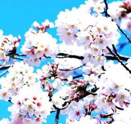 сакура саженцы - вариант 1