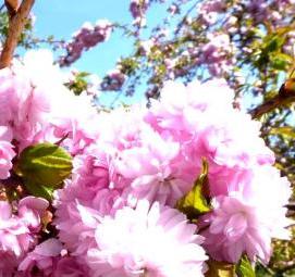 сакура саженцы - вариант 2