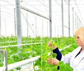 саратовские теплицы - вариант 1