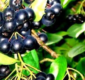 саженцы 3 летки - вариант 3