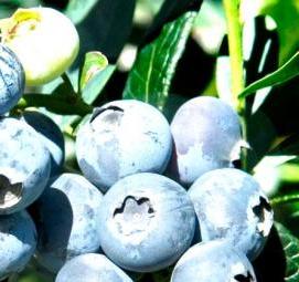 саженцы 3 летки - вариант 2