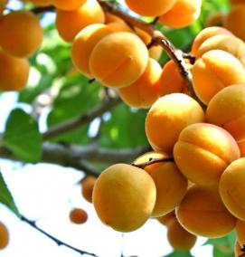 саженцы абрикосов для сибири - тип 1