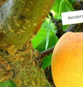 саженцы абрикосов для сибири - тип 2