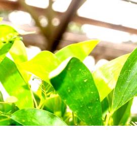 саженцы акации - модель 4