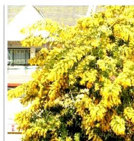 саженцы акации - модель 2