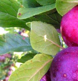 саженцы алычи - тип 1