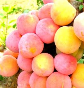 саженцы алычи - тип 4