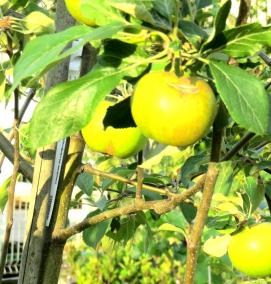 саженцы алычи - тип 3