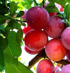 саженцы алычи - тип 2