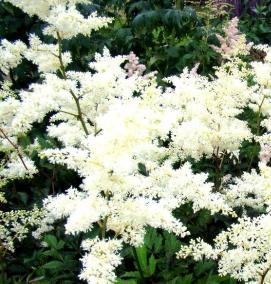 саженцы астильбы - модель 3