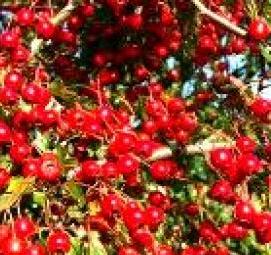 саженцы боярышник арнольда - вариант 1