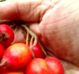 саженцы боярышник арнольда - вариант 4