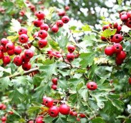 саженцы боярышник арнольда - вариант 3