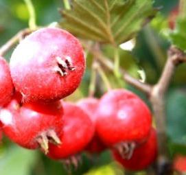 саженцы боярышник арнольда - вариант 2