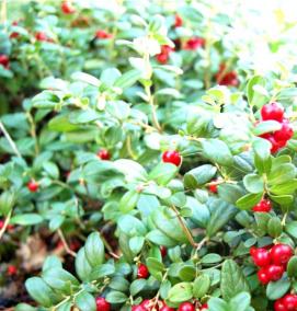 саженцы брусники садовой - вариант 1