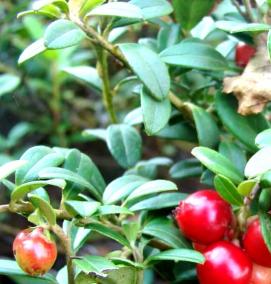 саженцы брусники садовой - вариант 4