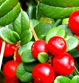 саженцы брусники садовой - вариант 3