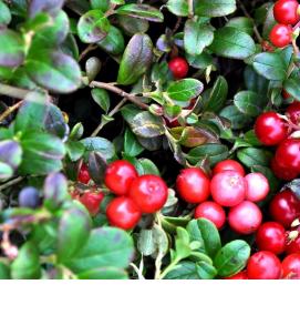 саженцы брусники садовой - вариант 2