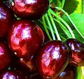 саженцы черешни регина - тип 2