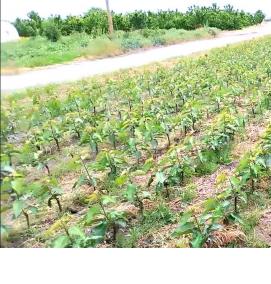 саженцы черешни всл 2 - тип 1