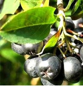 саженцы черноплодной рябины - вариант 2